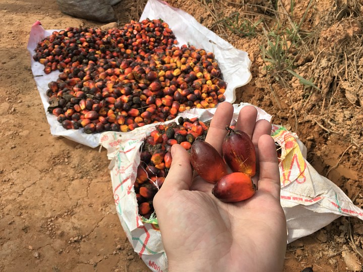 Palm Oil and some important facts associated with it